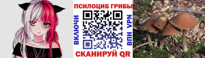 где продают наркотики  Шарыпово  Псилоцибиновые грибы Psilocybe 